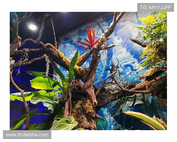 K8真人网真人娱乐特色分析，体验真实互动带来的沉浸式娱乐享受